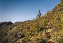 Winterflucht nach Arizona: Outdoor-Abenteuer unter der Wüstensonne
